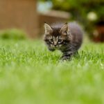 Why Lawns Fail in New‑Build Homes Around Chichester