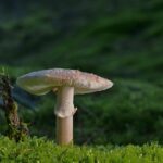 Why Your Lawn Looks Worse After Winter in Chichester and What To Do About It