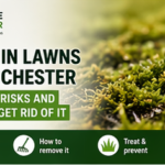 Moss in Lawns in Chichester - Causes Risks and How to Get Rid of It