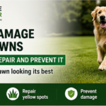 Pet Damage on Lawns in Chichester: How to Repair and Prevent It