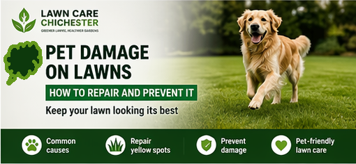 Pet Damage on Lawns in Chichester: How to Repair and Prevent It