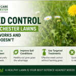 Weed Control in Chichester Lawns