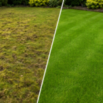 lawn scarification Chichester