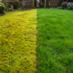 Moss control Chichester lawns