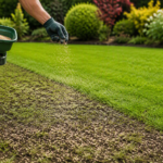 Bare Patches in Your Lawn The Benefits of Overseeding in West Sussex