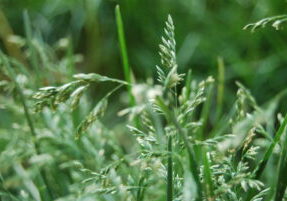 10 Common Lawn Problems (and How to Fix Them Fast) – Chichester, Arundel & Emsworth Lawn Guide