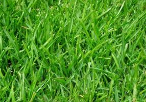 Common Lawn Care Myths Debunked West Sussex Edition