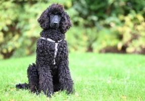 Do You Need Scarification Or Just A Feed Five Signs It Is Time To Rake Out The Thatch