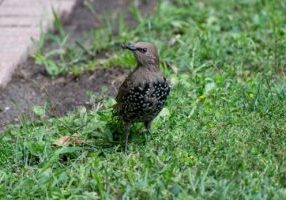 Emergency Lawn Rescue What to Do After a Heatwave or Drought in West Sussex