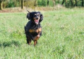 First Professional Lawn Visit in Chichester What We Check, Treat & When You’ll See Results