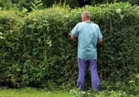 Hedge Trimming in Selsey
