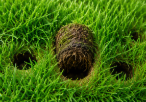 How Lawn Aeration Helps Chichester Gardens Thrive