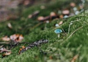 How Often Should You Mow Your Lawn in West Sussex