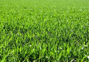 How to Choose a Lawn Treatment Package in Arundel What Should Be Included