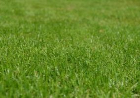 How to Choose the Right Fertiliser for Your Lawn in West Sussex