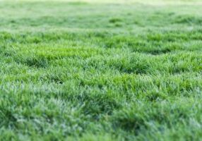 How to Choose the Right Lawncare Service in Havant