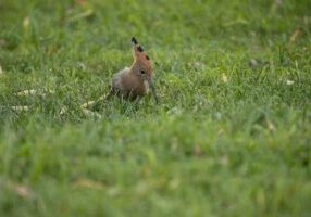 How to Fix a Waterlogged Lawn in Emsworth (Without Re-Turfing)