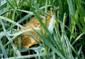 Is Year‑Round Lawn Care Worth It in West Sussex