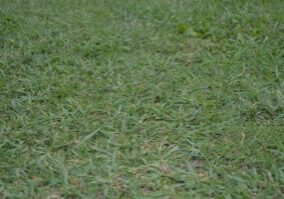 Lawn Care Calendar What to Do Each Month for a Perfect Lawn in West Sussex