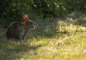 Lawn Care During Heatwaves in West Sussex How to Reduce Damage