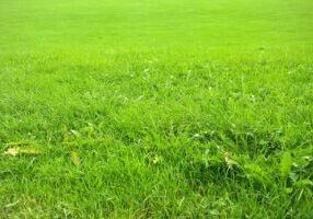 Lawn Soil Types in Chichester and How They Affect Your Grass
