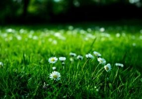 Maintaining a Green Lawn in Havant Tips and Tricks