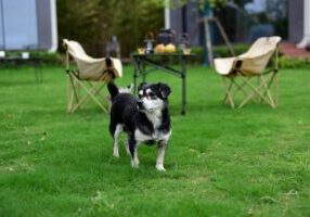 Microclover Lawns in West Sussex Pros, Cons & How to Start (Chichester, Arundel & Emsworth)