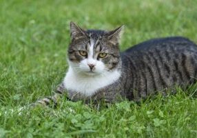 Moss Control for Coastal Lawns in Chichester & Emsworth What Actually Works