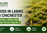 Moss in Lawns in Chichester - Causes Risks and How to Get Rid of It