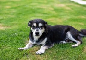 New-Build Lawn Problems Turn Builder’s Soil into a Lush Lawn in Chichester