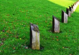 New to Professional Lawn Care in Chichester Here’s What to Expect on Your First Visit