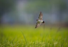 Overseeding Mistakes West Sussex Homeowners Should Avoid (So Your Seed Actually Grows)