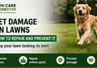Pet Damage on Lawns in Chichester: How to Repair and Prevent It