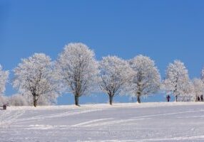 Preparing-Your-Lawn-for-Winter