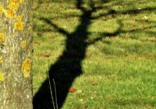 Shade Lawn Success In Emsworth And Coastal Villages Seed, Height, Moss Control