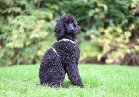 The Beginner’s Guide to Topdressing Smoother, Healthier Lawns in Emsworth & Arundel