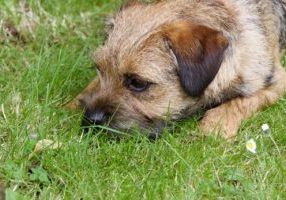 The Best Grass Height (Season by Season) for a Healthier Arundel Lawn