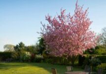 The Role of Professional Lawncare in Emsworth's Beautiful Gardens