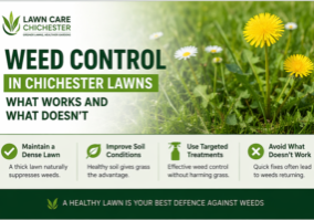 Weed Control in Chichester Lawns
