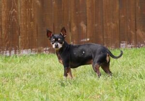 Wetting Agents Explained The Simple Fix For Dry Patch in West Sussex Lawns