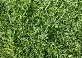 What Are the Signs of a Healthy Lawn How to Know If Your Lawn Is Thriving