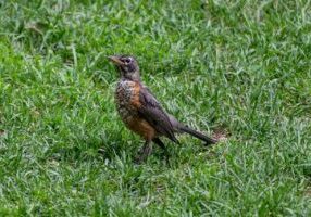 What’s Digging Up My Lawn Stop Birds, Foxes & Badgers—Without Harming Wildlife (West Sussex Guide)