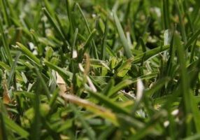 What’s the Best Lawn Treatment Plan for My Garden in Chichester, Arundel, Emsworth