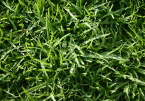 When Is the Best Time of Year to Treat Your Lawn in Chichester, West Sussex